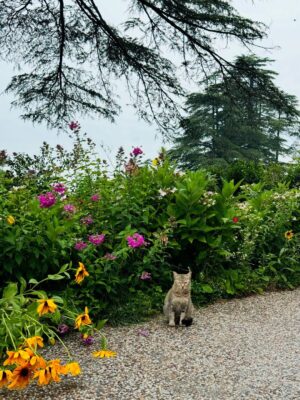 Kaushiki Chopra Instagram - Adding a little Shimla shine to my timeline ✨
#shimla #mountain #familytrip #beautifulpose #naturelove #cat