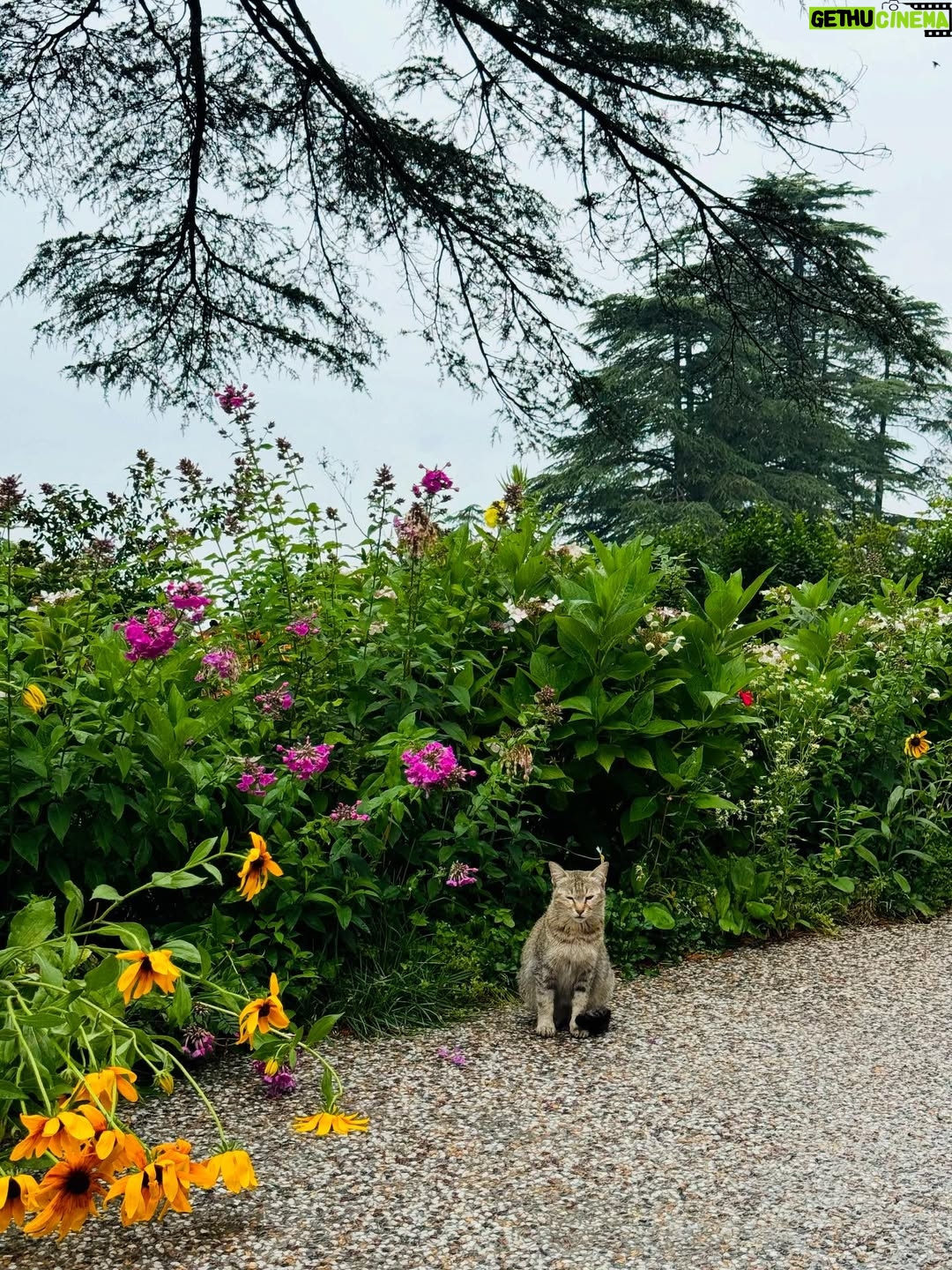 Kaushiki Chopra - 11.2K Likes - Adding a little Shimla shine to my timeline ✨ 

#shimla #mountain #familytrip #beautifulpose #naturelove #cat