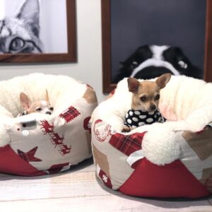 Khaoula Slimani Instagram - #chaneletchloe #chanel #chloe #loveofmylife #chihuahua #allforpets #pets #lovely #lovethem #pose #shooting ā¤ļøā¤ļøššššš©š©š