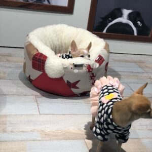 Khaoula Slimani Instagram - #chaneletchloe #chanel #chloe #loveofmylife #chihuahua #allforpets #pets #lovely #lovethem #pose #shooting ā¤ļøā¤ļøššššš©š©š