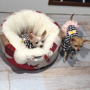 Khaoula Slimani Instagram - #chaneletchloe #chanel #chloe #loveofmylife #chihuahua #allforpets #pets #lovely #lovethem #pose #shooting ā¤ļøā¤ļøššššš©š©š