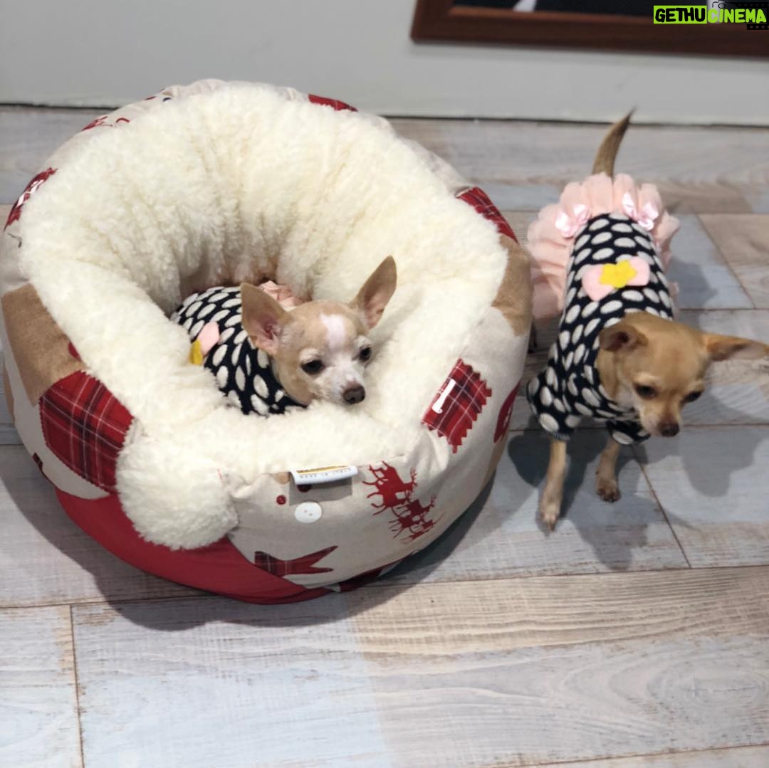 Khaoula Slimani - 17.9K Likes - #chaneletchloe #chanel #chloe #loveofmylife #chihuahua #allforpets #pets #lovely #lovethem #pose #shooting ❤️❤️💖💖🙈🙈🐩🐩🐕