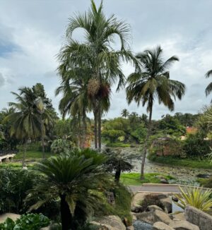 Krutika Ojha Instagram - Goa dump 🏖️