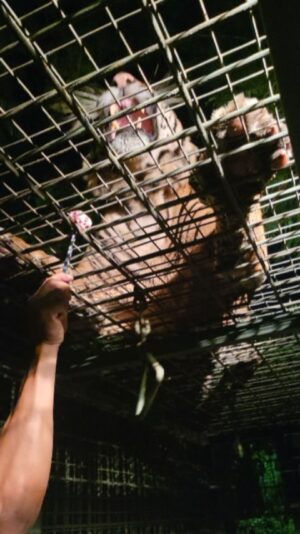 Lana Nodin Instagram - MMDG&W❤ great exprience with the kids last night at Night Safari in Bali...really feel like in the africa wild where u can be close to this predator animals 😉🥰 #bali #safarinightbali #2023 #familyvacation