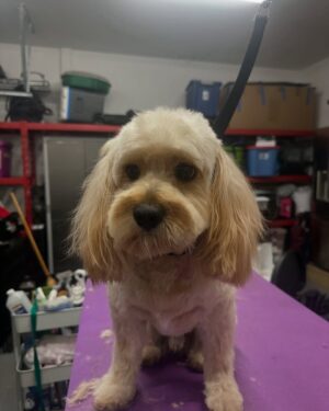 Laura Flores Instagram - Dia del Perro, tengo miles de fotos! Me siento orgullosa y honrada por ser peluquero canino certificado y por haber creado “Laura Flores Pet Care” Agradezco a cada peludito el haber cambiado mi vida, hacerme útil para servirles y cuidar de su bienestar y belleza. Decidí emprender el camino en 2018 sin imaginar cuánto iba a aprender y cuánto amor recibiría. Felicidades MIS AMORES DE 4 PATAS en especial a Jackson, Sadie Freyja y Romeo mis perrhijos! #dogday #diainternacionaldelperro #fyp #dog