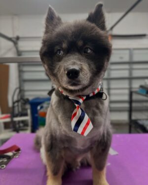 Laura Flores Instagram - Dia del Perro, tengo miles de fotos! Me siento orgullosa y honrada por ser peluquero canino certificado y por haber creado “Laura Flores Pet Care” Agradezco a cada peludito el haber cambiado mi vida, hacerme útil para servirles y cuidar de su bienestar y belleza. Decidí emprender el camino en 2018 sin imaginar cuánto iba a aprender y cuánto amor recibiría. Felicidades MIS AMORES DE 4 PATAS en especial a Jackson, Sadie Freyja y Romeo mis perrhijos! #dogday #diainternacionaldelperro #fyp #dog