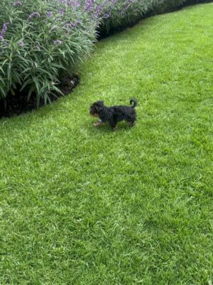Laura Flores Instagram - hoy Romeo causó sensación en nuestra locacion de #loshilosdelpasado aqui la muestra!!!! Gracias a mis amados compañeros y amigos actores por demostrar tanto amor por mi bebé #petlovers #dog #yorkie #fyp #reels
