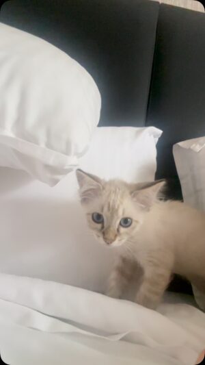 Laura Flores Instagram - Adopta #kitty #fyp #adopt #parati #reels