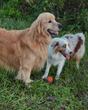 Laura Flores Instagram - Dia del Perro, tengo miles de fotos! Me siento orgullosa y honrada por ser peluquero canino certificado y por haber creado “Laura Flores Pet Care” Agradezco a cada peludito el haber cambiado mi vida, hacerme útil para servirles y cuidar de su bienestar y belleza. Decidí emprender el camino en 2018 sin imaginar cuánto iba a aprender y cuánto amor recibiría. Felicidades MIS AMORES DE 4 PATAS en especial a Jackson, Sadie Freyja y Romeo mis perrhijos! #dogday #diainternacionaldelperro #fyp #dog