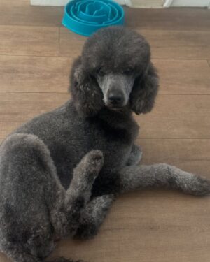 Laura Flores Instagram - Dia del Perro, tengo miles de fotos! Me siento orgullosa y honrada por ser peluquero canino certificado y por haber creado “Laura Flores Pet Care” Agradezco a cada peludito el haber cambiado mi vida, hacerme útil para servirles y cuidar de su bienestar y belleza. Decidí emprender el camino en 2018 sin imaginar cuánto iba a aprender y cuánto amor recibiría. Felicidades MIS AMORES DE 4 PATAS en especial a Jackson, Sadie Freyja y Romeo mis perrhijos! #dogday #diainternacionaldelperro #fyp #dog
