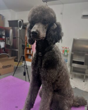 Laura Flores Instagram - Dia del Perro, tengo miles de fotos! Me siento orgullosa y honrada por ser peluquero canino certificado y por haber creado “Laura Flores Pet Care” Agradezco a cada peludito el haber cambiado mi vida, hacerme útil para servirles y cuidar de su bienestar y belleza. Decidí emprender el camino en 2018 sin imaginar cuánto iba a aprender y cuánto amor recibiría. Felicidades MIS AMORES DE 4 PATAS en especial a Jackson, Sadie Freyja y Romeo mis perrhijos! #dogday #diainternacionaldelperro #fyp #dog
