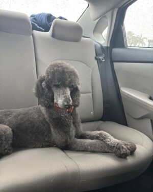 Laura Flores Instagram - Dia del Perro, tengo miles de fotos! Me siento orgullosa y honrada por ser peluquero canino certificado y por haber creado “Laura Flores Pet Care” Agradezco a cada peludito el haber cambiado mi vida, hacerme útil para servirles y cuidar de su bienestar y belleza. Decidí emprender el camino en 2018 sin imaginar cuánto iba a aprender y cuánto amor recibiría. Felicidades MIS AMORES DE 4 PATAS en especial a Jackson, Sadie Freyja y Romeo mis perrhijos! #dogday #diainternacionaldelperro #fyp #dog