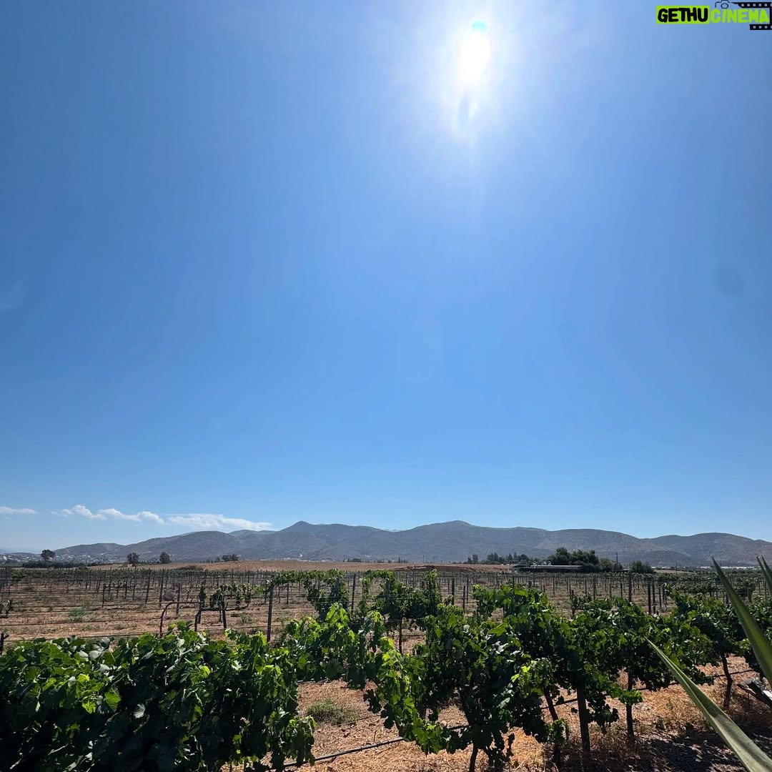 Litzy - 21.3K Likes - • Valle de Guadalupe •