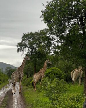 Lungelo Mpangase Instagram - 🦒Safari Bae • 🍃