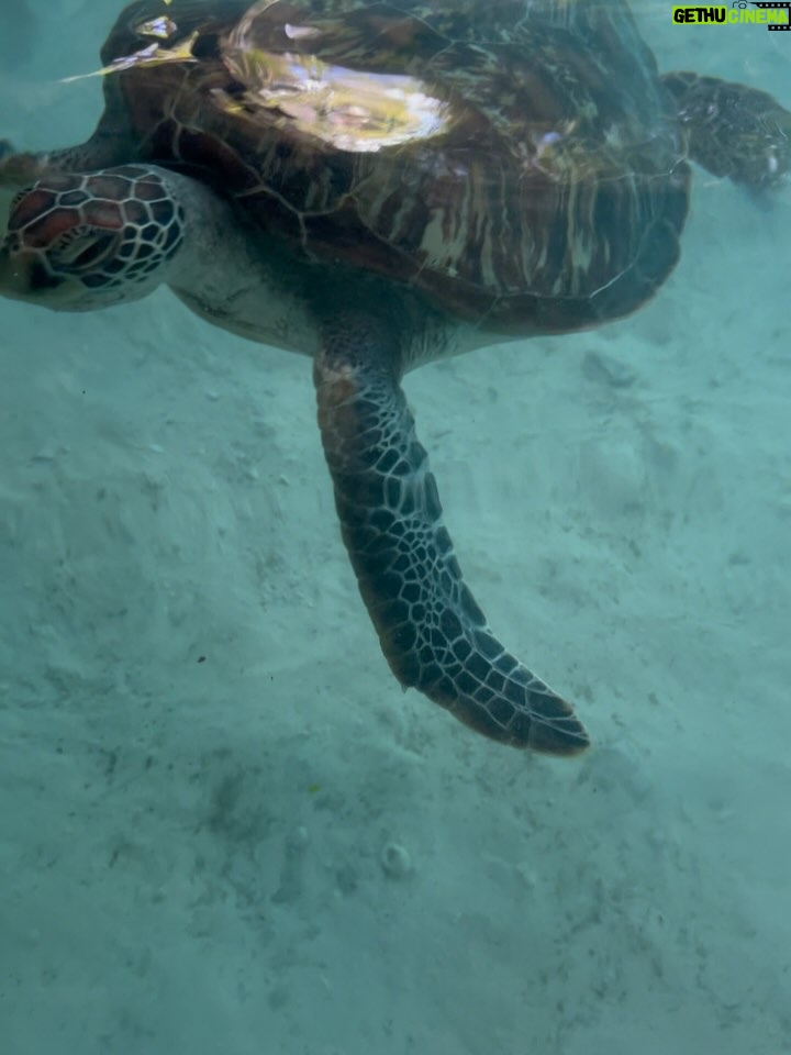 Lungelo Mpangase - 57.1K Likes - 🏝️Postcard from KIZIMKAZI 🥥
(I couldn’t even get one good picture with the tortoises 🐢😅bengitatazela) #tanzania #ocean #travel