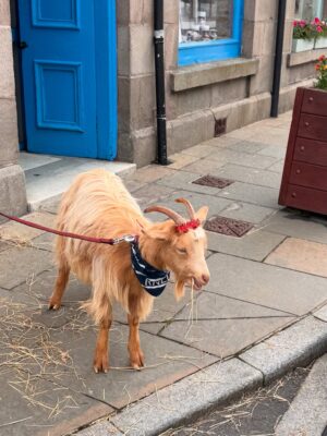 Mariela Celis Instagram - Nuestra primera parada con @selmaviajes y @celebritycruises fue en Lerwick la capital y puerto principal de las Islas Shetland, aquí hay varios cafés y tiendas y en particular, venden mucha ropa de lana para el frío, típica de esta región.   Las islas Shetland ofrecen una rica herencia vikinga y lindos paisajes, son un archipiélago escocés, situado al norte de la costa de Gran Bretaña.