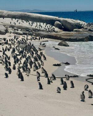 Matylda B Instagram - 🥰😍🐧 Saw wild penguins in Africa. My life is almost complete
