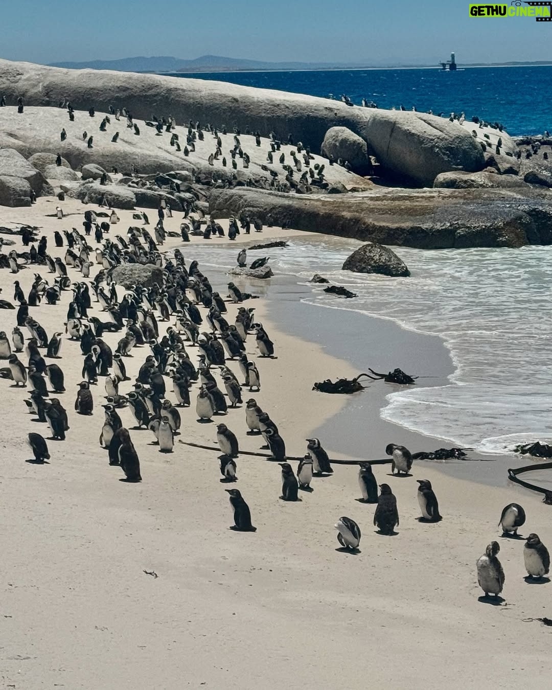 Matylda B - 3.4K Likes - 🥰😍🐧 Saw wild penguins in Africa. My life is almost complete