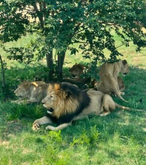 Matylda B Instagram - Currently .. 🇿🇦😍 🦁