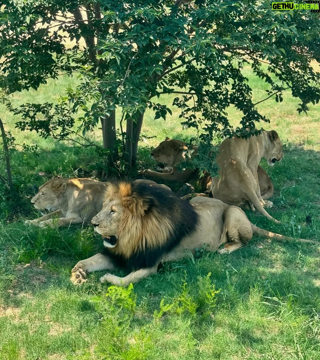 Matylda B - 3.3K Likes - Currently .. 🇿🇦😍 🦁