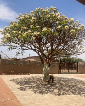 Mogau Motlhatswi Instagram - Please don’t tell my gran I hung from the tree😖😖😖