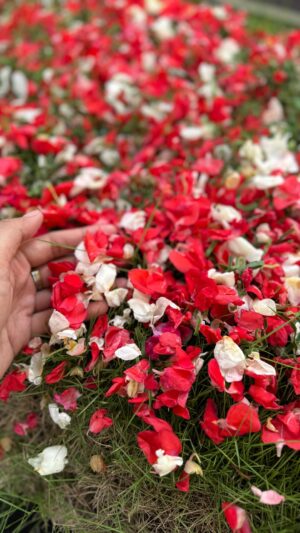 Nabila Putri Instagram - batu gunting kertas bukan lgi permainan yang menyenangkan buat aku . Dulu aku selalu menang dan suka membuatnya kesal . Sekarang aku ingin mengalah untuk membuatnya bahagia .
Sudah tiga tahun , katanya waktu akan menyembuhkan ! Tapi kenapa rasanya semakin buruk . Perjalanan kemarin ma .. ada seorang ibu tua yang tiba tiba memberikan aku sepiring nasi pecel saat aku berhenti duduk di depan masjid .
Dia bertanya karna aku tampak lelah , kubilang dari rumah barumu , matanya berkaca saat ku bilang ku bawakan sekoper bunga untukmu . Kamu tau apa katanya setelah itu " sayang sekali ibu ngga sempat ketemu ibumu ya , ibu pengen tau bagaimana bisa dia membesarkan anak yang bisa begitu mencintainya "
Lebur rasanya . berat sebenernya mengunggah ini . Tapi aku harap ini bs menjadi alarm , untuk kalian yg punya kesempatan , waktu dan ruang bicara .. berikan dia "prioritasmu" ...
Alfatehah mama ' nancy ckuwailelah