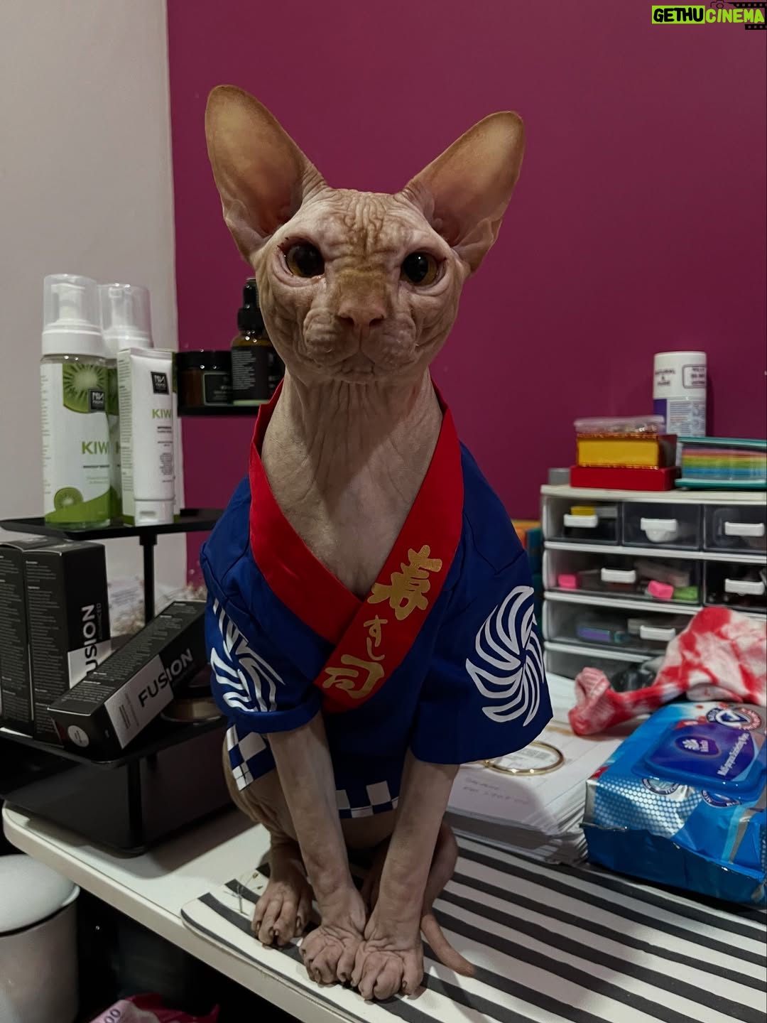 Nana Mahazan - 769 Likes - It’s Tiggy’s 5th birthday today. Mummy almost forgot, sib baik Althea ingatkan. Sorry Tiggy xde party tahun ni 🥹 Hahaha.. mcm ada pun sebelum ni. But pls know that u bring so much joy to our family. We love you so much Tiggy.. 🥹 Ingat lagi first tume mummy bawak balik Tiggy masa tu baru lepas MCO.. Daddy xtahu pun, Althea n Aaqib pun tak tahu.. surprise masa tu.. Mmg surprise bethol sbb daddy speechless binatang apa mummy bawak balik.. Thank you mummy @woorackpetstudio_official sbb sempurnakan impian mummy.. Mmg  Tiggy utk mummy.. 🤍 Doakan mummy ok Tiggy.. love you so much.. 

Pix 1&2 now 5 tahun, yg lain dari setahun smp 4 tahun 🥹😭 so big boy dah.. 🤍