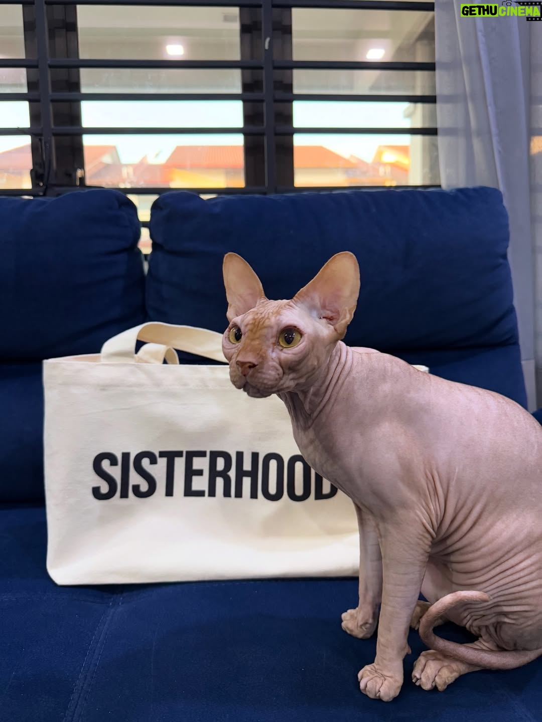 Nana Mahazan - 769 Likes - It’s Tiggy’s 5th birthday today. Mummy almost forgot, sib baik Althea ingatkan. Sorry Tiggy xde party tahun ni 🥹 Hahaha.. mcm ada pun sebelum ni. But pls know that u bring so much joy to our family. We love you so much Tiggy.. 🥹 Ingat lagi first tume mummy bawak balik Tiggy masa tu baru lepas MCO.. Daddy xtahu pun, Althea n Aaqib pun tak tahu.. surprise masa tu.. Mmg surprise bethol sbb daddy speechless binatang apa mummy bawak balik.. Thank you mummy @woorackpetstudio_official sbb sempurnakan impian mummy.. Mmg  Tiggy utk mummy.. 🤍 Doakan mummy ok Tiggy.. love you so much.. 

Pix 1&2 now 5 tahun, yg lain dari setahun smp 4 tahun 🥹😭 so big boy dah.. 🤍