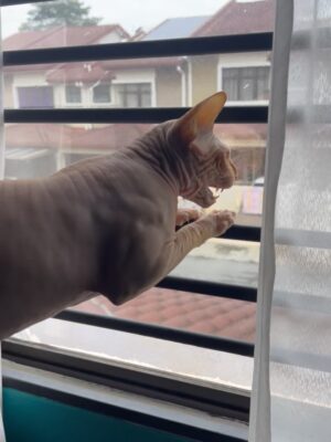 Nana Mahazan Instagram - It’s Tiggy’s 5th birthday today. Mummy almost forgot, sib baik Althea ingatkan. Sorry Tiggy xde party tahun ni 🥹 Hahaha.. mcm ada pun sebelum ni. But pls know that u bring so much joy to our family. We love you so much Tiggy.. 🥹 Ingat lagi first tume mummy bawak balik Tiggy masa tu baru lepas MCO.. Daddy xtahu pun, Althea n Aaqib pun tak tahu.. surprise masa tu.. Mmg surprise bethol sbb daddy speechless binatang apa mummy bawak balik.. Thank you mummy @woorackpetstudio_official sbb sempurnakan impian mummy.. Mmg Tiggy utk mummy.. 🤍 Doakan mummy ok Tiggy.. love you so much..
Pix 1&2 now 5 tahun, yg lain dari setahun smp 4 tahun 🥹😭 so big boy dah.. 🤍