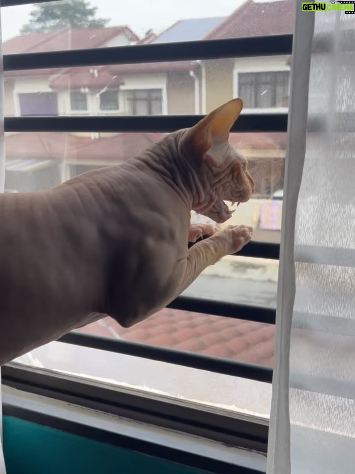 Nana Mahazan - 769 Likes - It’s Tiggy’s 5th birthday today. Mummy almost forgot, sib baik Althea ingatkan. Sorry Tiggy xde party tahun ni 🥹 Hahaha.. mcm ada pun sebelum ni. But pls know that u bring so much joy to our family. We love you so much Tiggy.. 🥹 Ingat lagi first tume mummy bawak balik Tiggy masa tu baru lepas MCO.. Daddy xtahu pun, Althea n Aaqib pun tak tahu.. surprise masa tu.. Mmg surprise bethol sbb daddy speechless binatang apa mummy bawak balik.. Thank you mummy @woorackpetstudio_official sbb sempurnakan impian mummy.. Mmg  Tiggy utk mummy.. 🤍 Doakan mummy ok Tiggy.. love you so much.. 

Pix 1&2 now 5 tahun, yg lain dari setahun smp 4 tahun 🥹😭 so big boy dah.. 🤍