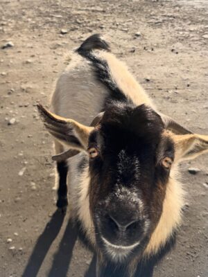 Nana Mirdad Instagram - It's been sunny so it's time to visit the animals 🐐🥳 They are soooo cute! ✨
#newzealand #thewhitesjourney #funthingstodowithkids #winter2025 #mountainscape #mytherapy #beautifulday☀️
