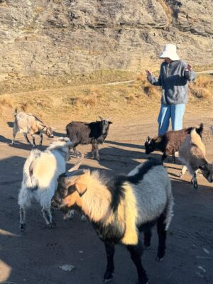 Nana Mirdad Instagram - It's been sunny so it's time to visit the animals 🐐🥳 They are soooo cute! ✨
#newzealand #thewhitesjourney #funthingstodowithkids #winter2025 #mountainscape #mytherapy #beautifulday☀️