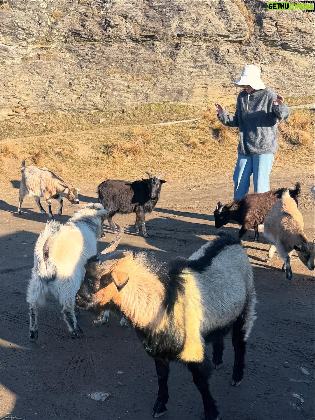Nana Mirdad - 3 Likes - It's been sunny so it's time to visit the animals 🐐🥳 They are soooo cute! ✨

#newzealand #thewhitesjourney #funthingstodowithkids #winter2025 #mountainscape #mytherapy #beautifulday☀️