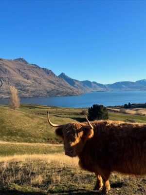 Nana Mirdad Instagram - It's been sunny so it's time to visit the animals 🐐🥳 They are soooo cute! ✨
#newzealand #thewhitesjourney #funthingstodowithkids #winter2025 #mountainscape #mytherapy #beautifulday☀️
