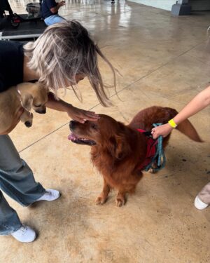 Nashla Bogaert Instagram - Nada se compara con el cariño de un perrito!!!
Ven a abrazarlos y a enamorarte de ellos… quizás te vas de aquí adoptando un peludito que te amará para siempre!!!
Esta es la @feriafundapef2025 🐾
Estamos en la parada de la cultura, Santo Domingo Este… hoy y mañana hasta las 9pm.
Y si no puedes adoptar… ven y aporta con tu presencia.
Hagamos el mundo que merecen, un mundo lleno de amor y respeto hacia estos seres tan especiales.
@fundapef
