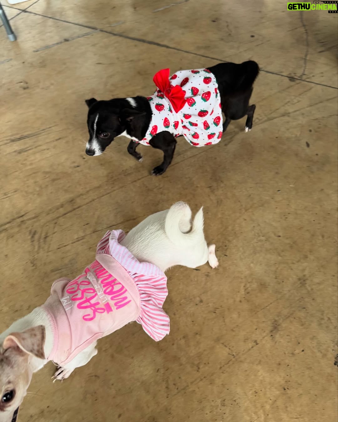 Nashla Bogaert - 30.9K Likes - Nada se compara con el cariño de un perrito!!!
Ven a abrazarlos y a enamorarte de ellos… quizás te vas de aquí adoptando un peludito que te amará para siempre!!!
Esta es la @feriafundapef2025 🐾
Estamos en la parada de la cultura, Santo Domingo Este… hoy y mañana hasta las 9pm.
 
Y si no puedes adoptar… ven y aporta con tu presencia.
Hagamos el mundo que merecen, un mundo lleno de amor y respeto hacia estos seres tan especiales. 
@fundapef