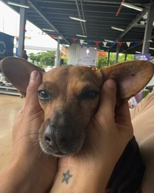 Nashla Bogaert Instagram - Nada se compara con el cariño de un perrito!!!
Ven a abrazarlos y a enamorarte de ellos… quizás te vas de aquí adoptando un peludito que te amará para siempre!!!
Esta es la @feriafundapef2025 🐾
Estamos en la parada de la cultura, Santo Domingo Este… hoy y mañana hasta las 9pm.
Y si no puedes adoptar… ven y aporta con tu presencia.
Hagamos el mundo que merecen, un mundo lleno de amor y respeto hacia estos seres tan especiales.
@fundapef