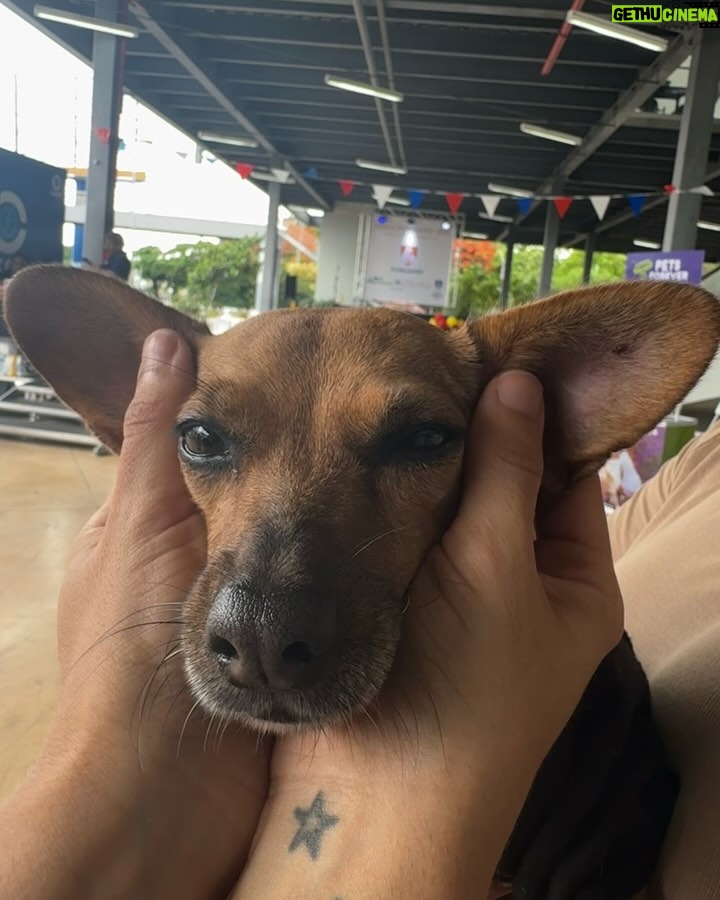 Nashla Bogaert - 30.9K Likes - Nada se compara con el cariño de un perrito!!!
Ven a abrazarlos y a enamorarte de ellos… quizás te vas de aquí adoptando un peludito que te amará para siempre!!!
Esta es la @feriafundapef2025 🐾
Estamos en la parada de la cultura, Santo Domingo Este… hoy y mañana hasta las 9pm.
 
Y si no puedes adoptar… ven y aporta con tu presencia.
Hagamos el mundo que merecen, un mundo lleno de amor y respeto hacia estos seres tan especiales. 
@fundapef