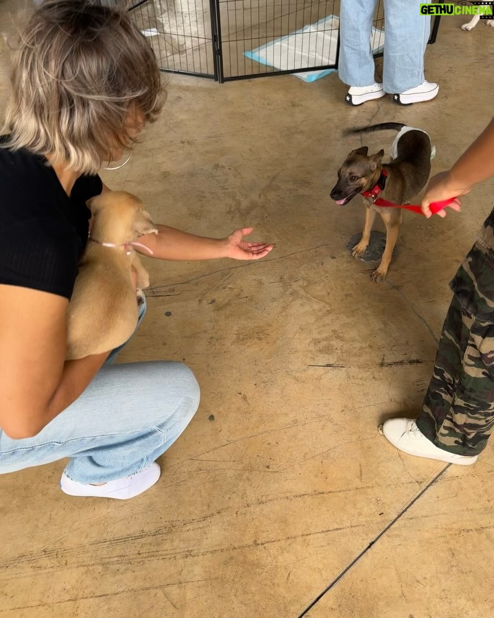 Nashla Bogaert - 30.9K Likes - Nada se compara con el cariño de un perrito!!!
Ven a abrazarlos y a enamorarte de ellos… quizás te vas de aquí adoptando un peludito que te amará para siempre!!!
Esta es la @feriafundapef2025 🐾
Estamos en la parada de la cultura, Santo Domingo Este… hoy y mañana hasta las 9pm.
 
Y si no puedes adoptar… ven y aporta con tu presencia.
Hagamos el mundo que merecen, un mundo lleno de amor y respeto hacia estos seres tan especiales. 
@fundapef