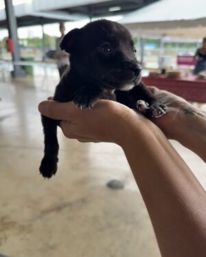 Nashla Bogaert Instagram - Nada se compara con el cariño de un perrito!!!
Ven a abrazarlos y a enamorarte de ellos… quizás te vas de aquí adoptando un peludito que te amará para siempre!!!
Esta es la @feriafundapef2025 🐾
Estamos en la parada de la cultura, Santo Domingo Este… hoy y mañana hasta las 9pm.
Y si no puedes adoptar… ven y aporta con tu presencia.
Hagamos el mundo que merecen, un mundo lleno de amor y respeto hacia estos seres tan especiales.
@fundapef
