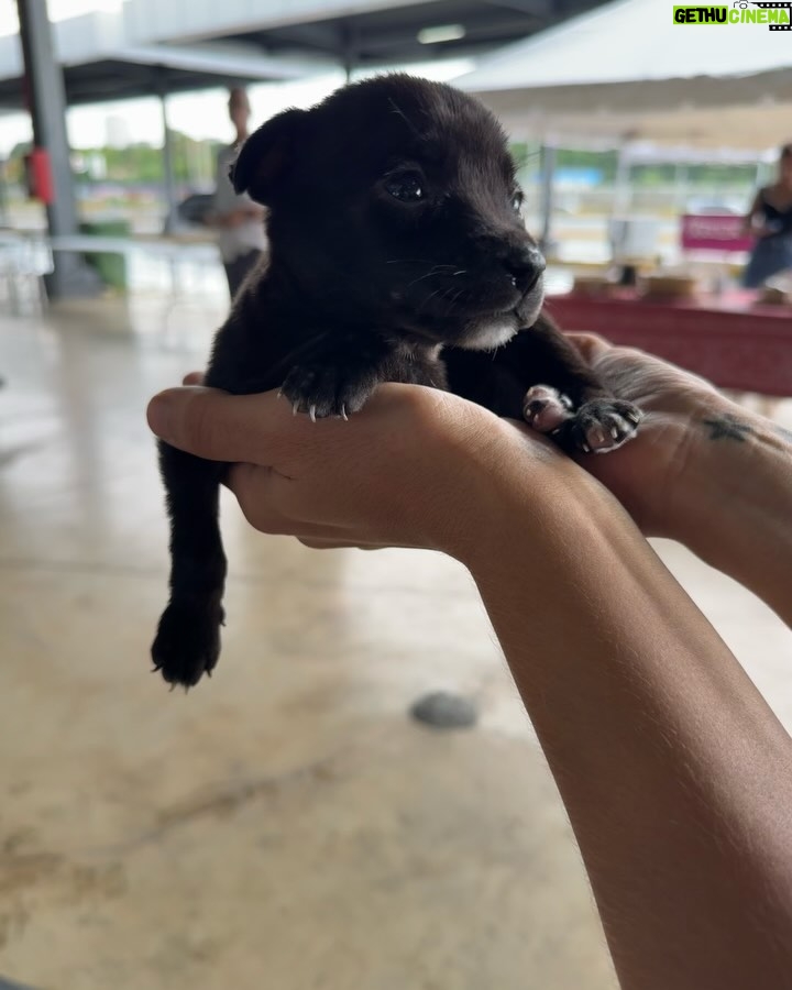 Nashla Bogaert - 30.9K Likes - Nada se compara con el cariño de un perrito!!!
Ven a abrazarlos y a enamorarte de ellos… quizás te vas de aquí adoptando un peludito que te amará para siempre!!!
Esta es la @feriafundapef2025 🐾
Estamos en la parada de la cultura, Santo Domingo Este… hoy y mañana hasta las 9pm.
 
Y si no puedes adoptar… ven y aporta con tu presencia.
Hagamos el mundo que merecen, un mundo lleno de amor y respeto hacia estos seres tan especiales. 
@fundapef