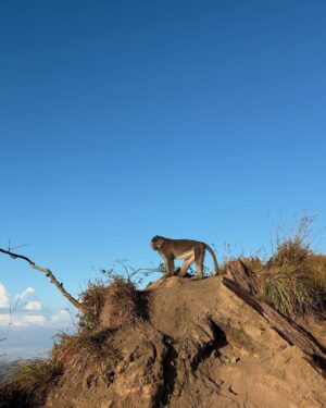 Nasya Marcella Instagram - Pelan-pelan ke checklist lagi daftar Gunung yang sudah di daki 🌄
Gunung Batur ini nggak susah sih tapi buat aku yang suka sesek kalo berangkat nya dari subuh untuk liat sunrise, punya tantangan tersendiri. Kira2 2,5 jam dari penginapan (Toteme Glamping) untuk sampai summit. Perjalanan dibantu oleh @gunungbaturtrekking yang menyiapkan alat2 nya serta sarapan diatas ☺️
Diatas juga ketemu beberapa monyet baik 🐒🐒🐒
