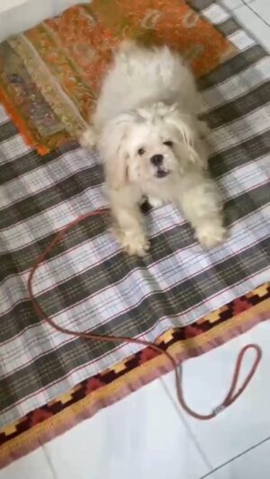 Nikita Ghag Instagram - Meet this beautiful soul who was heartlessly abandoned 💔🐾
At Dawa India, we believe no dog deserves to be left on the streets. If you truly love animals and can give him a safe, happy home, please come forward 🙏
📞 Call us: 8686 86 9224
Let’s give him the family he deserves ❤️
#AdoptDontShop #DogAdoptionIndia #DawaIndia #NikitaGhag #RescueDogs #AdoptionDrive #FurEverHome #PetAdoption #AnimalWelfare #StopAnimalCruelty #DogsOfInstagram #RescuedIsTheBestBreed #MumbaiDogs #SaveStrayDogs