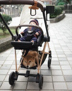 Nini Ouyang Instagram - 想跟你們分享我跟老張選的嬰兒推車!
就是 @cybex_taiwan 的啦!!
當初要買推車的時候一眼就看上Cybex
第一個原因當然是因為他的外觀
超級美的玫瑰金金屬支架🫶🏻
(媽媽是顏控)
我還很有勇氣選了白色的椅墊~真的太美了😭
第二個原因是我去日本的時候
都看到很多日本媽媽都用cybex
後來才知道因為她的重量非常媽媽友善🫶🏻
目前睦出月中到打預防針都是用他們的提籃!
可以直接放上汽車當汽車座椅,還可以平躺
睦在車上睡著也不會要把他抱起來吵醒他~
我們家哈啾最近每次看到我們要出門
都會很自動跑下去坐好😂
看來他也很舒服吧?❤️
生完小孩後真的會變的很雞婆?
真的會想把很多好用的東西跟正在煩惱在選擇的媽媽說😂
分享給大家✌🏻✌🏻
#niniouyang2025