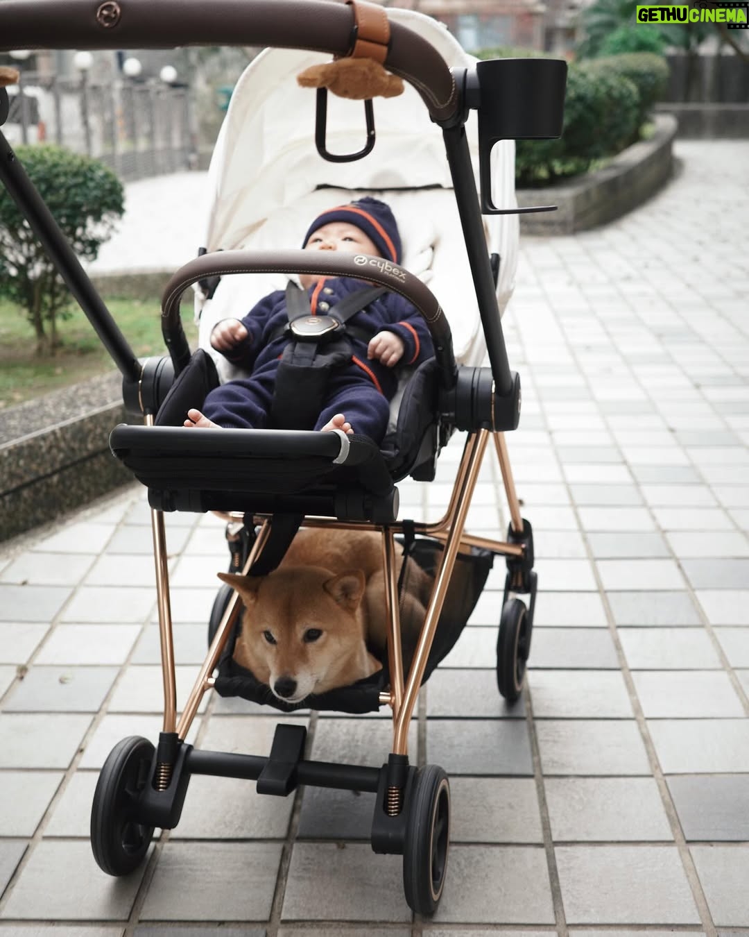Nini Ouyang - 23.6K Likes - 想跟你們分享我跟老張選的嬰兒推車！
就是 @cybex_taiwan 的啦！！
當初要買推車的時候一眼就看上Cybex
第一個原因當然是因為他的外觀
超級美的玫瑰金金屬支架🫶🏻
（媽媽是顏控）
我還很有勇氣選了白色的椅墊～真的太美了😭
第二個原因是我去日本的時候
都看到很多日本媽媽都用cybex 
後來才知道因為她的重量非常媽媽友善🫶🏻

目前睦出月中到打預防針都是用他們的提籃！
可以直接放上汽車當汽車座椅，還可以平躺
睦在車上睡著也不會要把他抱起來吵醒他～

我們家哈啾最近每次看到我們要出門
都會很自動跑下去坐好😂
看來他也很舒服吧？❤️

生完小孩後真的會變的很雞婆？
真的會想把很多好用的東西跟正在煩惱在選擇的媽媽說😂
分享給大家✌🏻✌🏻

#niniouyang2025