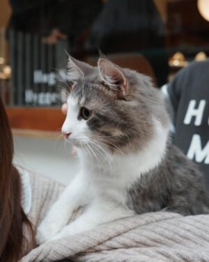 Nini Ouyang Instagram - 大肚子帶貓貓🐈⬛跑咖☕️的日子
在月中最想念他們了😭😭
#niniouyang2024