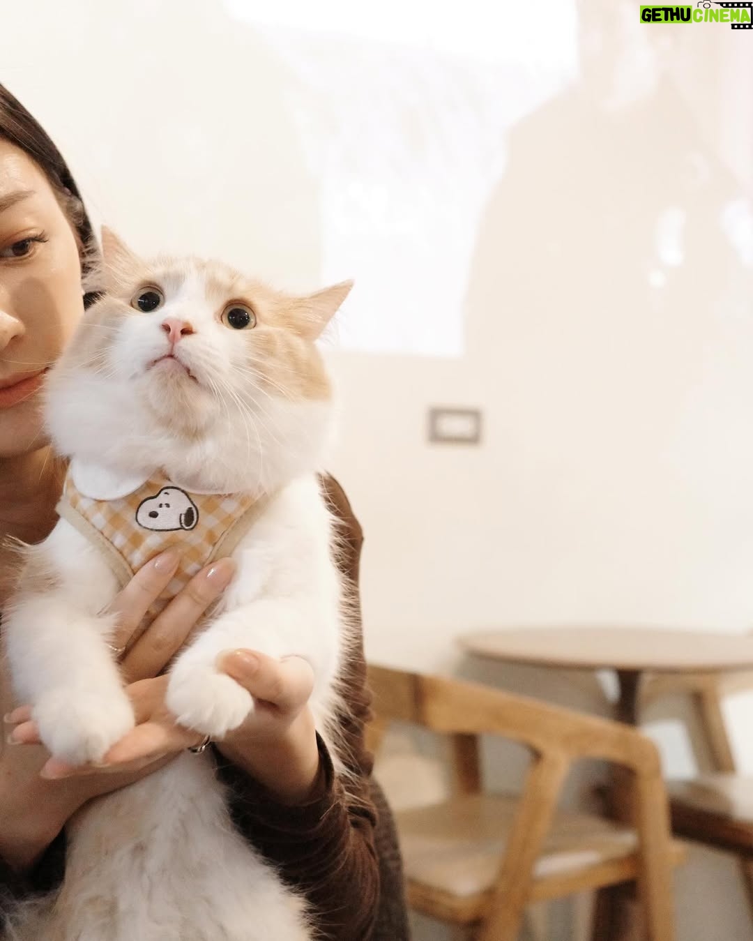 Nini Ouyang - 26.1K Likes - 把握還可以出門溜搭的日子！🐱🐶
肚子一天比一天大
喜歡的冬天來了🫶🏻

#niniouyang2024