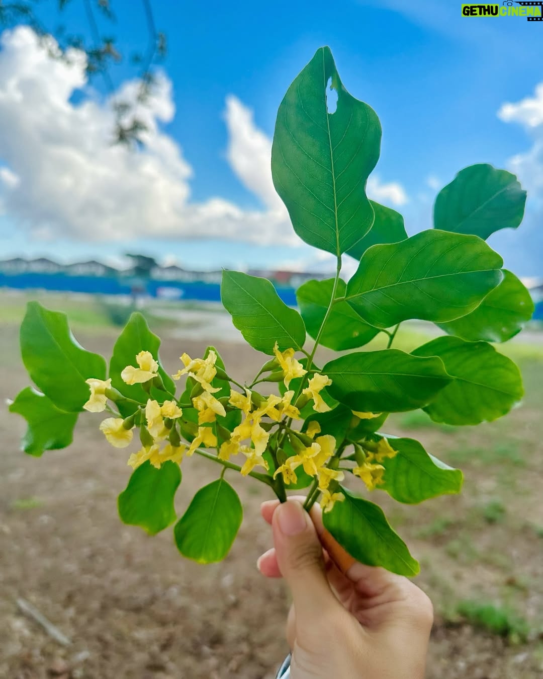 Nwe Darli Tun - 1.4K Likes - Padauk…💛