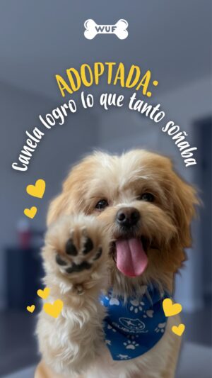 Patricia Portocarrero Instagram - 🐶 Canela encontró un hogar lleno de amor 💙
Hoy disfruta de juegos, caricias y una familia que la quiere mucho 🏡✨
Así como ella, muchos Wufs siguen esperando su segunda oportunidad 🐾
👉 Ingresa a wuf.pe/adopta y empieza tu propia historia de amor perruno 💛
💬 ¿Te animas? Comenta “Quiero adoptar” y te contamos cómo hacerlo 👇
.
.
.
#SomosWuf #CanelaAdoptada #AdoptaUnWuf #AdopciónResponsable #WufsConHogar #HistoriasDeAmorPerruno