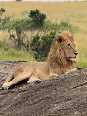 Paula Andrea Betancourt Instagram - El Masái Mara es una reserva natural nacional situada al sudoeste de Kenia.Forma parte de la región del Serengueti y es en realidad una continuación del parque nacional del mismo nombre.Se llama así porque la tribu Masái habita dicha zona y por el río Mara que lo cruza. Es famoso por su fauna excepcional y por la Gran Migración, un espectáculo natural donde miles de cebras, ñus y antílopes se desplazan hacia los pastizales del Serengueti, el cual comienza el mes de Junio y por su rica vida silvestre, incluyendo leones, guepardos y leopardos.Es común el avistamiento de los Cinco Grandes” se refiere a un grupo de cinco animales salvajes africanos icónicos: el león, el leopardo, el elefante, el rinoceronte y el búfalo cafre. Este término, originado entre los cazadores, se utilizaba para describir a las especies más difíciles y peligrosas de cazar a pie. En la actualidad, se utiliza más comúnmente para referirse a los animales más buscados por los turistas en safaris fotográficos.
El paisaje está compuesto por llanuras con hierba y colinas ondulantes,un verdadero espectáculo y atraviesan los ríos Mara y Talek. La zona cercana está salpicada de aldeas (enkangs) del pueblo masái.
Nuestro hotel es un espectacular campamento que se llama Sand River y queda al interior de esta maravillosa selva, justamente donde el Río Talek la separa literalmente de Tanzania,estamos completamente agradecidos y enamorados! 🙏🙏🙏